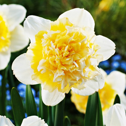 Narcisi bulbi fiori - bulbi, cipolle