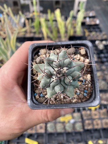 Thelocactus rinconensis - thelocactus,