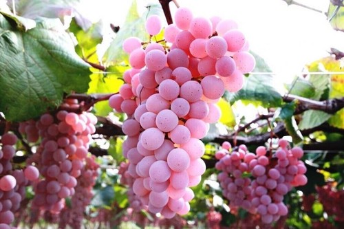 Semi pink grape - 15,