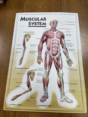 Grafici corpo umano sistema - 3d,