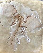 Archaeopteryx - Esemplare di