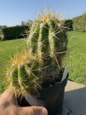 Cereus candicans cactus - cereus,