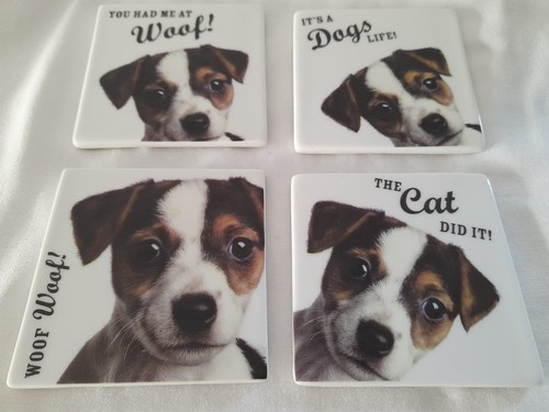 Jack russell terrier puppy - x,