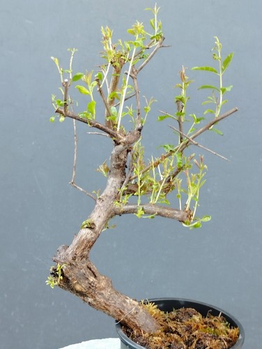 Pre bonsai melograno - pre-bonsai, di