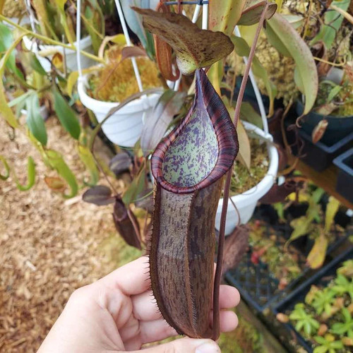 Nepenthes ramispina 10 - nepenthes, –