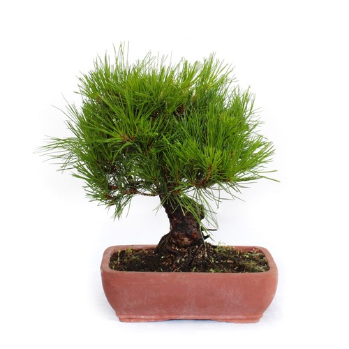 Bonsai pinus densiflora - bonsai,
