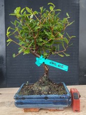 bonsai  quercia da sughero  h 37 cm visita il negozio