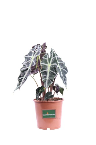 Pianta vera alocasia polly - pianta,