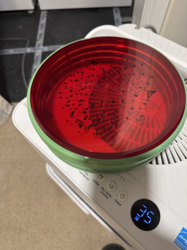Watermelon tempo assiom - watermelon, mvp