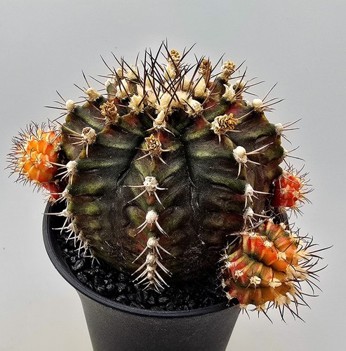 Gymnocalycium rex rosa - gymnocalycium, t-rex