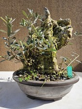 Old European Olive Bonsai