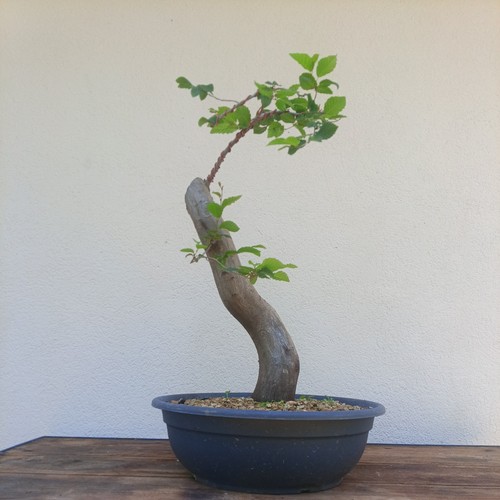 Bonsai carpino bianco presto - carpino, bianco.presto