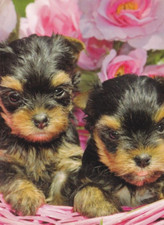 YORKSHIRE    TERRIER   * Yorky
