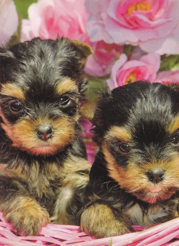 Yorkshire terrier yorky - *,
