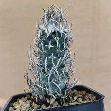 Turbinicarpus Schmiedich. Ssp