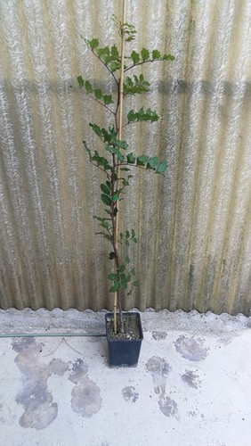 Pianta carrubo ceratonia - di,