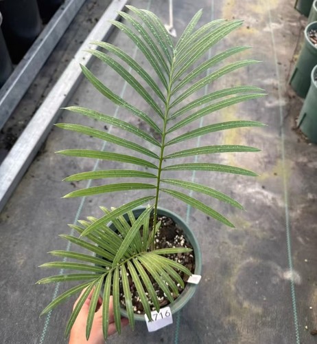 Vendo pianta rara cactus - rara,
