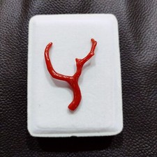 Autentico ramo di corallo