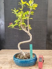 bonsai di melo   h 39 cm