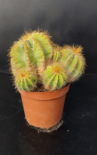 Notocactus magnificus pot