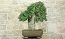 Bonsai di Quercia da Sughero