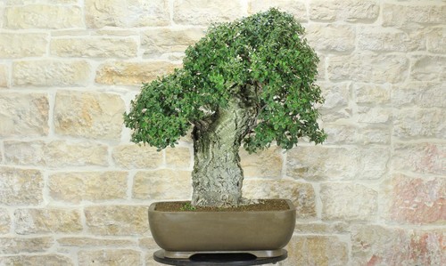 Bonsai quercia sughero - quercia,