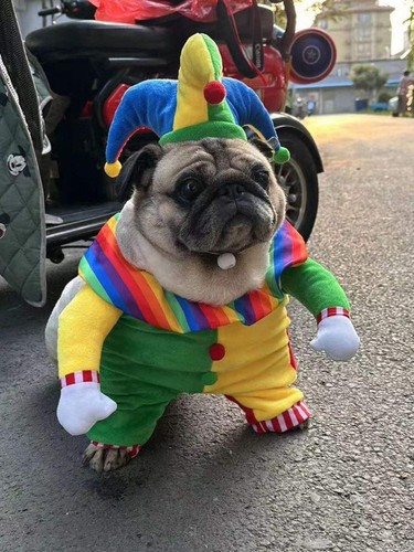 Tuta colorata clown pet con - colorata,