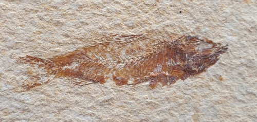 Splendido pesce fossile - ,