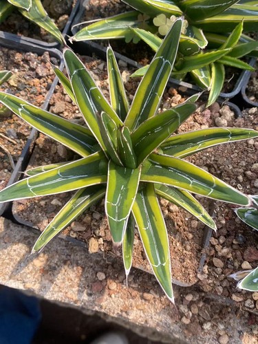 Agave victoriae reginae - agave, victoriae-reginae