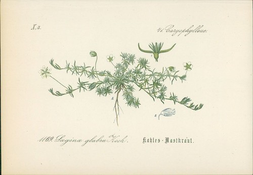Chromolithographie kahles - :,