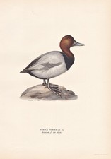 Anatra Anatre Ducks Uccello