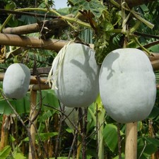 Zucca di cera (Benincasa