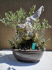 Old European Olive Bonsai