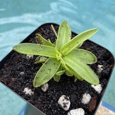 Primrose Butterwort