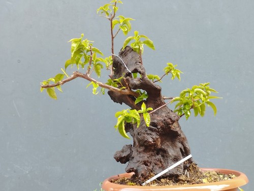 Bonsai bouganvillea 40x20cm - di,