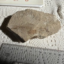 Fossile pesce roccia - di, su