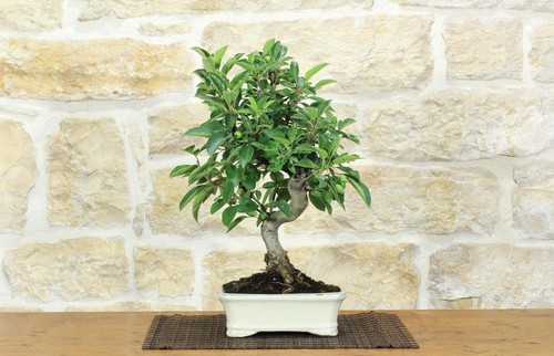 Bonsai melo fiore - bonsai, di