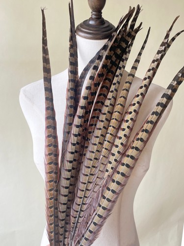 Piume coda ringneck fagiano - coda,