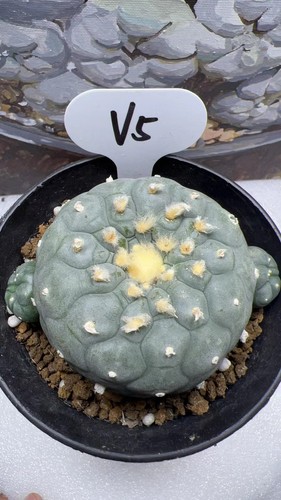 Rara pianta succulenta cm - 9,3,