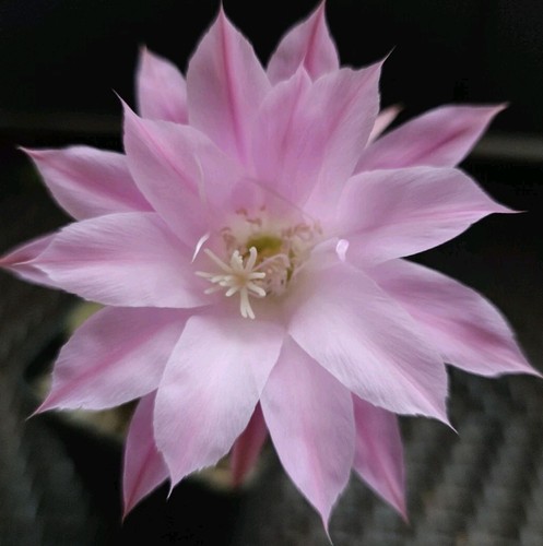 Cactus echinopsis al20 e03 - cactus, al20-e03-v05
