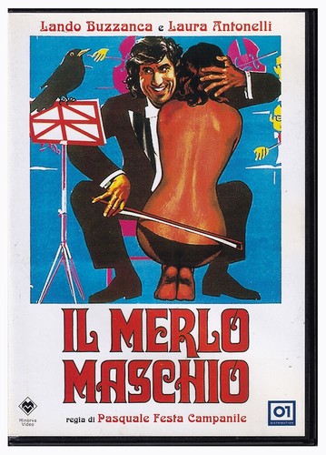 Merlo maschio lando - merlo,