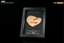 Pesce fossile knightia - fossile, eocaena