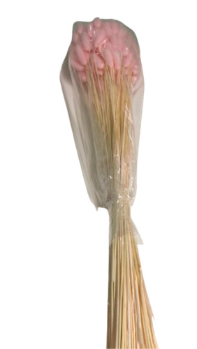 Lagurus topini 70cm - lagurus, 60/70cm