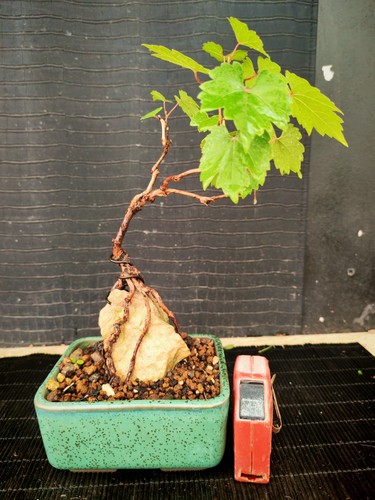 Bonsai vite 27 cm visita - h,