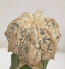 Astrophytum myriostigma hakuyjo fukuryu white