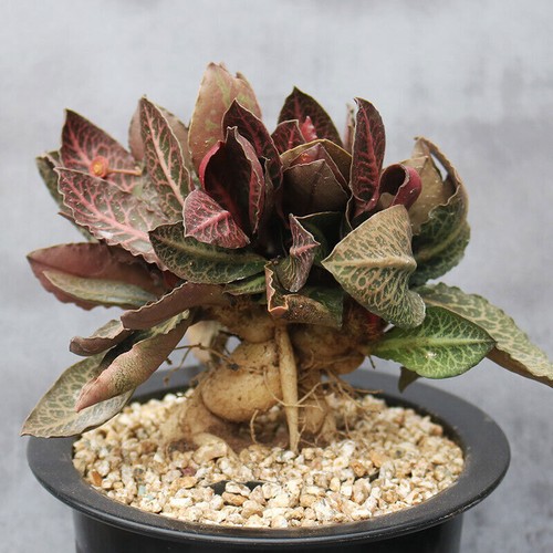 Pianta cactus succulenta - di,