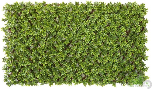 Rotolo siepe sempreverde - pz,