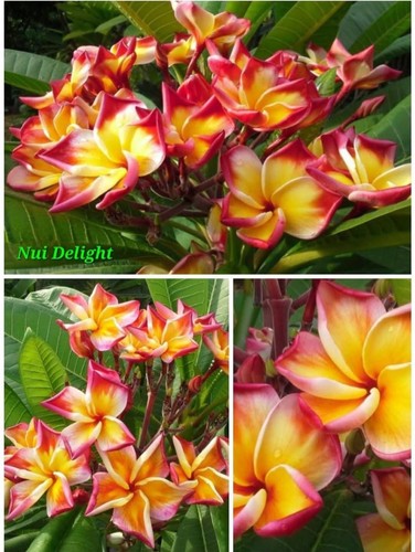 Talea plumeria - talea,