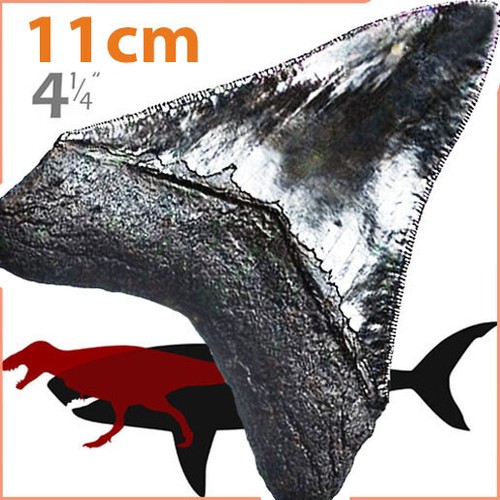 11cm megalodon - 4,