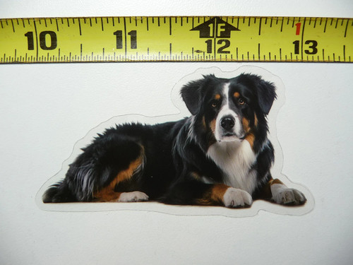 Adesivo bernese cane - bernese,
